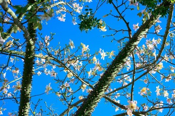 branches against sky background