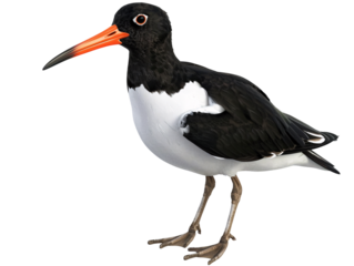 a black and white bird with orange beak