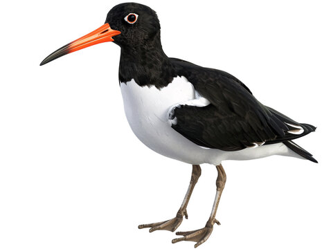a black and white bird with orange beak