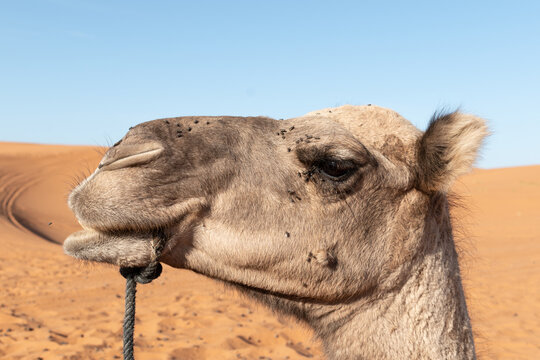 Cara de camello divertida en el desierto del Sahara