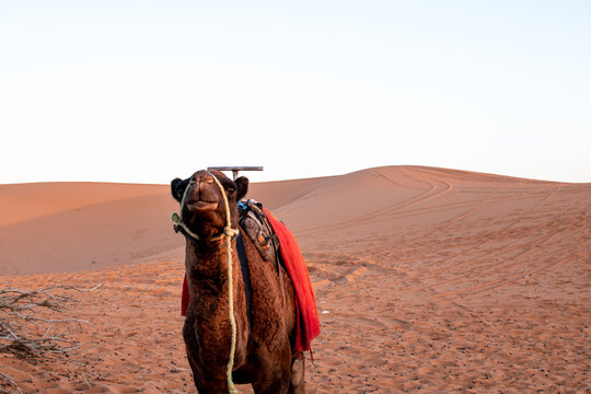 Cara de camello divertida en el desierto del Sahara