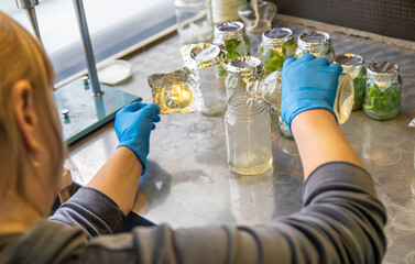 laboratory jars with plants. Selective focus.