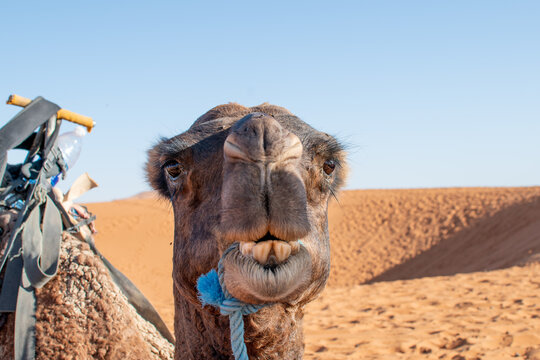 Cara de camello divertida en el desierto del Sahara
