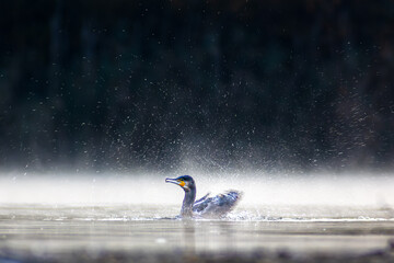 Kormoran