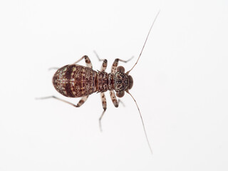 Barkflies in a white background. Booklice. Insect in the order Psocoptera. 