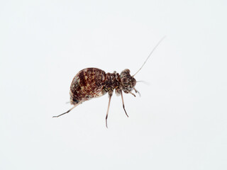Barkflies in a white background. Booklice. Insect in the order Psocoptera. 