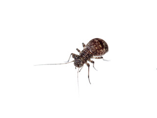 Barkflies in a white background. Booklice. Insect in the order Psocoptera. 