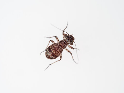 Barkflies in a white background. Booklice. Insect in the order Psocoptera. 
