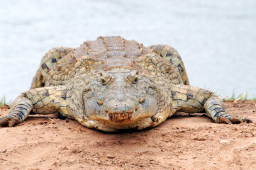 Crocodile emerging from the water of a river in Kenya and approaching on the red earth