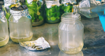 laboratory jars with plants. Selective focus.