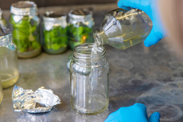 laboratory jars with plants. Selective focus.