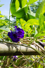 Blooming Clitoria Ternatea (Butterfly Pea)