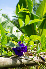 Blooming Clitoria Ternatea (Butterfly Pea)