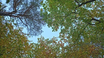 Green Forest Treetops and Blue Sky
