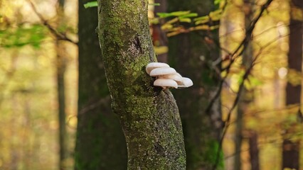 Porcelain Fungus Oudemansiella Mucida Edible Mushroom Growing on Tree Trunk in Forest
