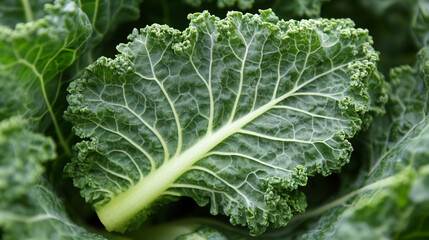 Fresh kale leaf nestled among dark green foliage in a vibrant garden setting