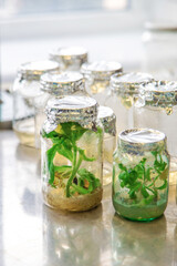 laboratory jars with plants. Selective focus.