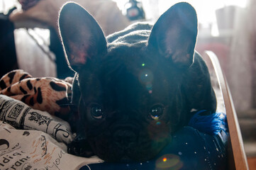 portrait of a French bulldog girl.
