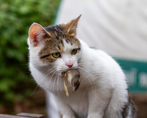 a white cat hunted a mouse, and holds it in its teeth

