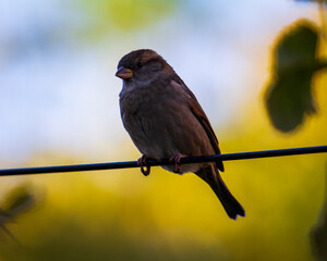 portrait of a gray sparrow
