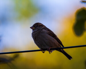 portrait of a gray sparrow
