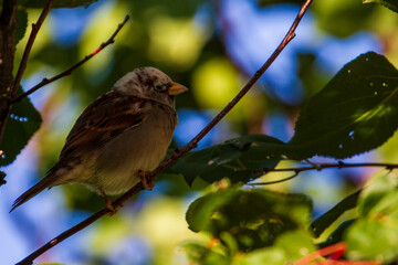 albino sparrow Sparrow with a white head.
