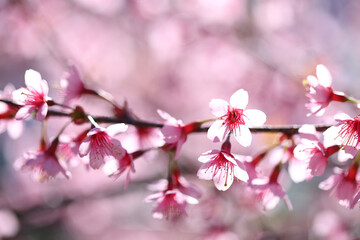 pink cherry blossom sakura flowers in close up