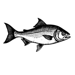 Fototapeta premium Black and white ink illustration of fish fillet