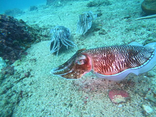 Cuttlefish 