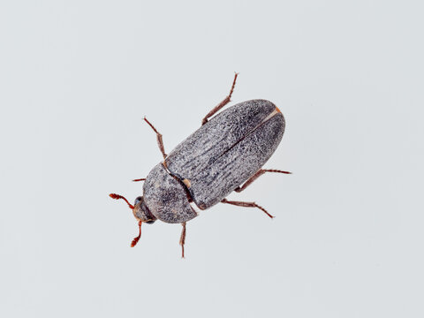Beetle genus Dermestes on a white background