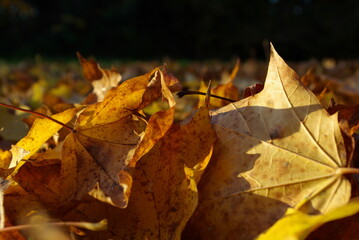 Herbstlaub 2