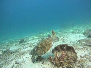 turtle and reef