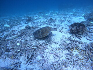 turtle in the sea