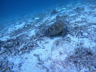 Turtle 