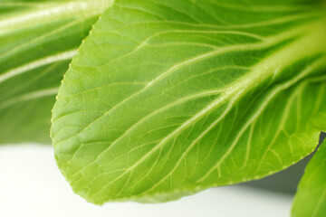 Super Closeup of Pac Choi Leaf