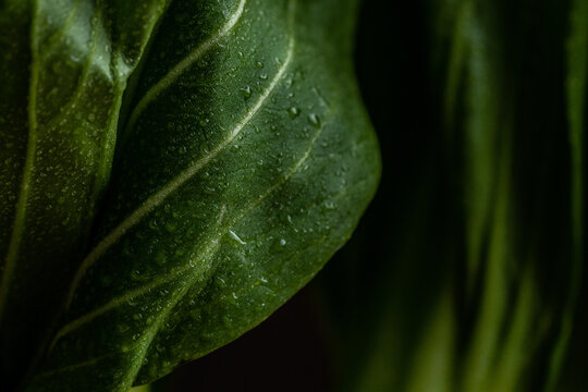 Fototapeta Moody bok choy closeup with water droplets 
