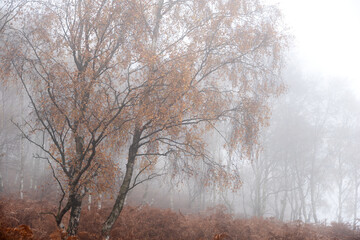 Stunning colorful Autumn Fall landscape during misty morning in Padley Gorge in Peak District