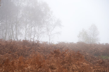 Stunning colorful Autumn Fall landscape during misty morning in Padley Gorge in Peak District