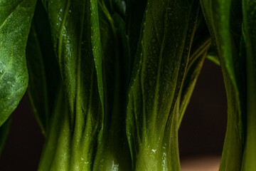 Close up of baby bok choy 