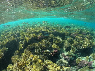 coral reef and diver