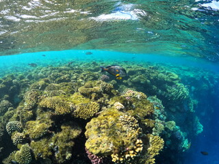 Coral reef