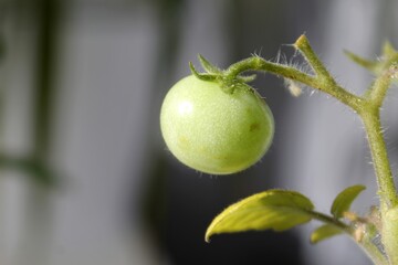 A tomato on a branch. Cherry. Food. Growing vegetables.
