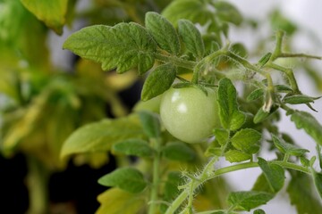 A tomato on a branch. Cherry. Food. Growing vegetables.