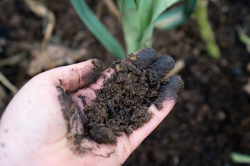 Nahaufnahme von Pflanzenkohle (Biochar) mit Terra Preta zur Bodenverbesserung im Garten und in der Landwirtschaft