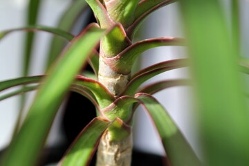 Palm tree trunk. Green plant leaves. Leaves of nature, green plants, backdrop concept. Macro photography. Texture of leaves.
