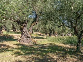 Olive plantation with old olive trees in Greece
