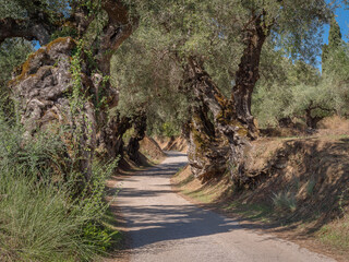 Road between an old olive tree in an olive garden.
