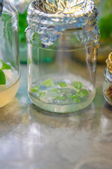 laboratory jars with plants. Selective focus.