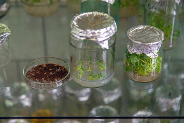 laboratory jars with plants. Selective focus.