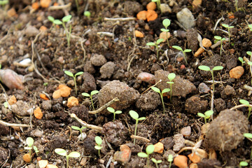 The little sprouts of the plant. Green plant leaves. Leaves of nature, green plants, backdrop concept.